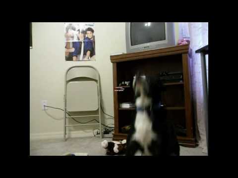 fireflies album cover owl city. Owl+city+fireflies+cover