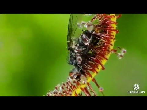 Drosera, Растение хищник, Росянка