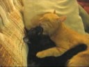 Cats love
