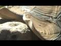 VID00013.MP4
