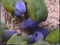 Blue-headed Parrot at clay lick in Manu Peru