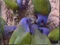 Blue-headed Parrot at clay lick in Manu Peru