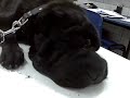perro averiado