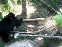 Sloth Bear at the DC Zoo