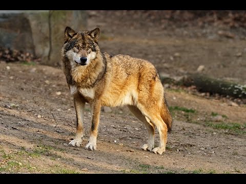 Image result for eastern wolf