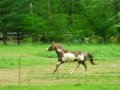 Barrel horse for sale