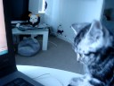 playing on laptop playing on laptop