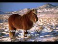 Iceland is your country (English Subtitles) Pálmi Gunnarsson