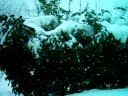 some snowbound