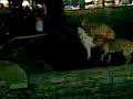 i 2 cani a vico del gargano..vieo hardddddddd..mlt harddd-- i 2 cani a vico del gargano..vieo hardddddddd..mlt harddd--