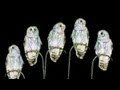 Owls Dancing