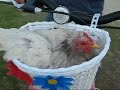 Maine Chicken