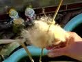 Bulrush seeding