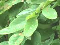 Cuyahoga Soil and Water Conservation District