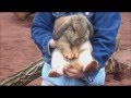 In Görlitz gibt's Eier - YouTube