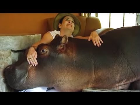 Daredevil hippo keeper - Deadly 60  - BBC