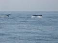Whale Watching in Cape Cod - Provincetown!