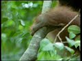 Orang-utans in the Wild Orang-utans in the Wild