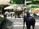 Elephant Soccer 2.mov