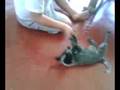 videos de Chapina