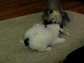 videos de Puppy Makes More Friends