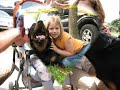 Beauceron Boom