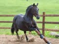Loosing My Cool - Simone. with horses Loosing My Cool - Simone. with horses