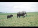 Kenya Kenya