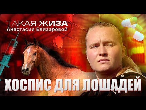 Хоспис для лошадей