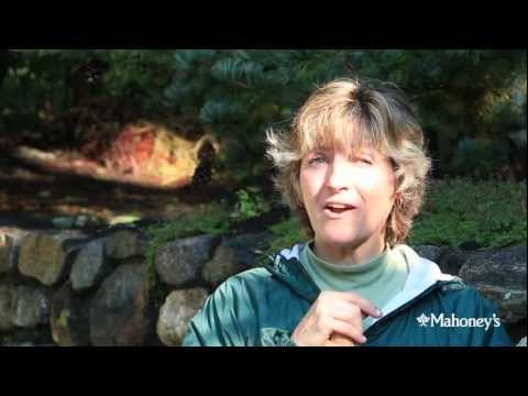 Carrie Kelly at Mahoney's Garden Centers shows how to plant fall bulbs.