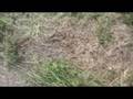 Survival Gardening 9, food storage economic crash crisis oil