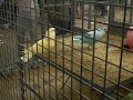 Rainbow Pigeons