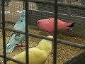 Rainbow Pigeons