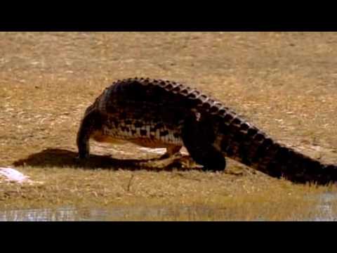 Female Crocdile