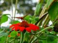 BUTTERFLIES 08