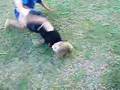 wrestling faceoff