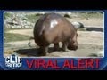 Hippo Rippo (Viral Alert)