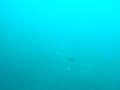 squids @ Tiger Reef, TIoman squids @ Tiger Reef, TIoman