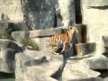 Birds Scare Tiger