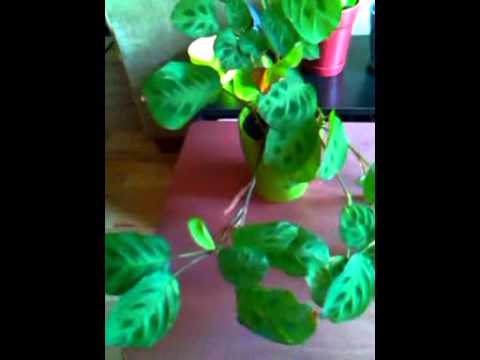how to replant prayer plant