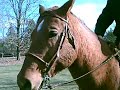Cody hanging around the field, his infamous leg scratching caught on tape!
