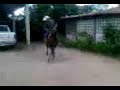 caballo arrendado en san juan de abajo, nay.