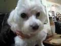 My-pet-06