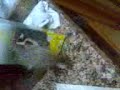 pajaro cabron ovidio