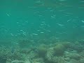 Maldives Underwater Small Fishes In The Current