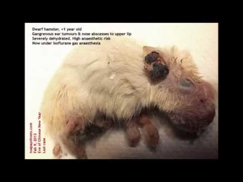 how to treat dwarf hamster mites