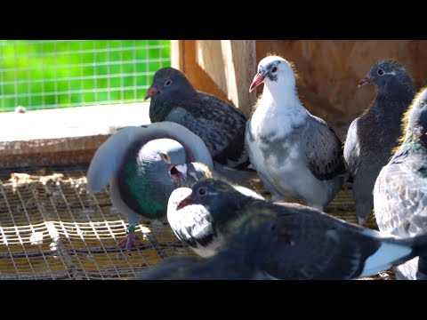 Moving the Pigeon Youngsters on the Floor - Group Feeding