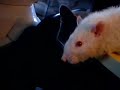 Smegul (pet rat) getting his medicine