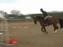 Wonderful Oldenburg Sporthorse for sale Wonderful Oldenburg Sporthorse for sale