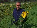 Virginia Farm Bureau - In the Garden - Sunflowers Virginia Farm Bureau - In the Garden - Sunflowers